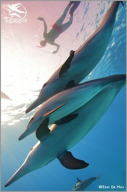 Dolphin's immersion