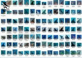 hepca comportements behaviors des dauphins