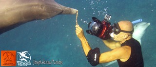 nager avec les dauphins aux bahamas