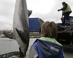 spécialiste des dauphins