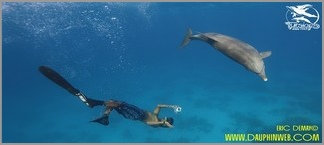 dolphy collioure dauphin ambassadeur specialiste dauphin en france dolphin usa australia cnrs etude des dauphins recherche sonar