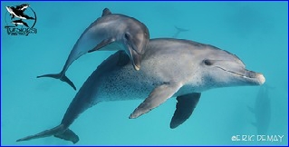 nager avec les dauphins sauvages